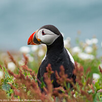 Buy canvas prints of Puffin peering from surrounding gorse  by Paul Berry