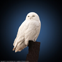 Buy canvas prints of Majestic Snowy Owl by Irene Penhale