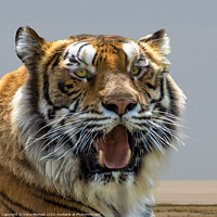Buy canvas prints of Majestic Tiger Roars for the Camera by Irene Penhale