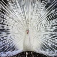 Buy canvas prints of Feathered Beauty by Irene Penhale