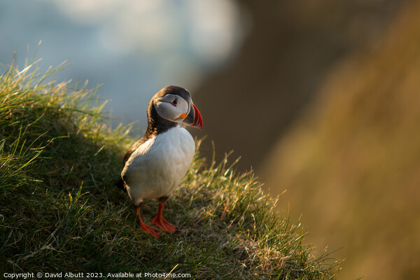 The Proud Puffin Picture Board by David Albutt
