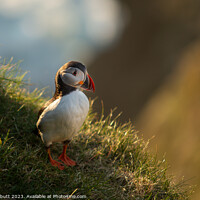 Buy canvas prints of The Proud Puffin by David Albutt