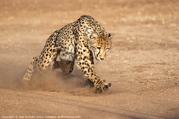 Powerful Cheetah Chases with Claws Picture Board by Rob Schultz
