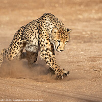 Buy canvas prints of Powerful Cheetah Chases with Claws by Rob Schultz