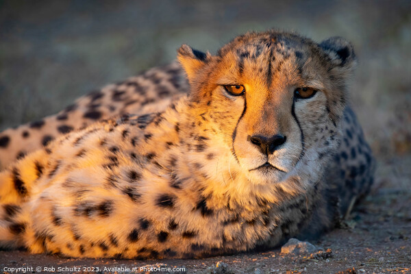 An African cheetah basks in the late afternoon sun Picture Board by Rob Schultz