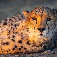 Buy canvas prints of An African cheetah basks in the late afternoon sun by Rob Schultz