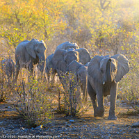 Buy canvas prints of Africa elephants walk to the watering hole at sunset in Namibia  by Rob Schultz