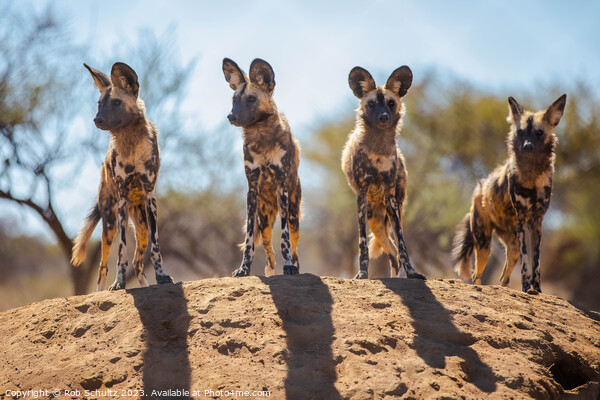 African Painted Dogs in Namibia Picture Board by Rob Schultz