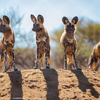 Buy canvas prints of African Painted Dogs in Namibia by Rob Schultz