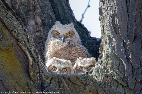 Great Horned Owl Chicks in Nest Picture Board by Rob Schultz