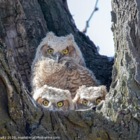 Buy canvas prints of Great Horned Owl Chicks in Nest by Rob Schultz
