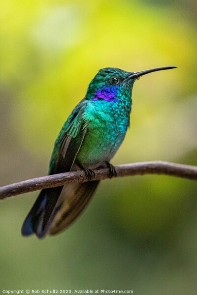 Beautiful green violet ear hummingbird Picture Board by Rob Schultz