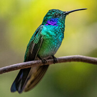 Buy canvas prints of Beautiful green violet ear hummingbird by Rob Schultz