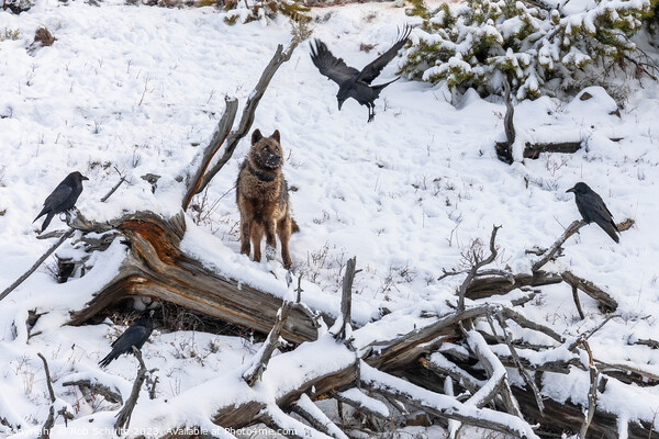 Gray Wolf and Ravens in Yellowstone National Park Picture Board by Rob Schultz
