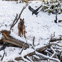 Buy canvas prints of Gray Wolf and Ravens in Yellowstone National Park by Rob Schultz