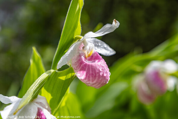 Showy Pink Lady Slipper Orchids in Minnesota Picture Board by Rob Schultz