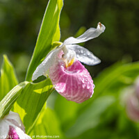 Buy canvas prints of Showy Pink Lady Slipper Orchids in Minnesota by Rob Schultz