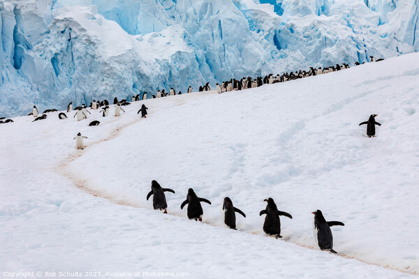 Gentoo Penguins climb a hill in Antarctica Picture Board by Rob Schultz
