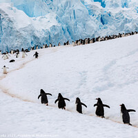 Buy canvas prints of Gentoo Penguins climb a hill in Antarctica by Rob Schultz