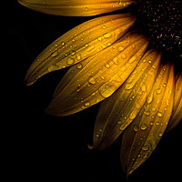 Buy canvas prints of Backyard Flowers 28 Sunflower by Brian Carson