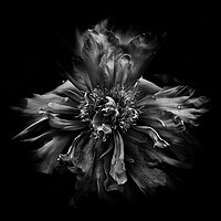 Buy canvas prints of Backyard Flowers In Black And White 49 by Brian Carson