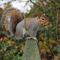 Buy canvas prints of A squirrel standing on fence by Mark Tyson