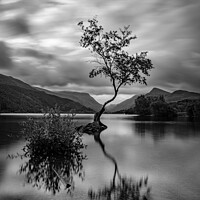 Buy canvas prints of The Lone Tree by Pete Mainey