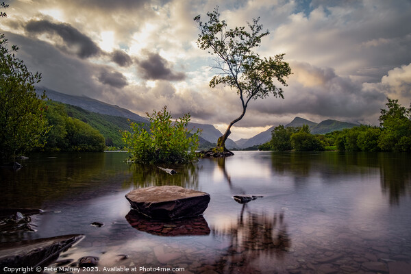 The Lone Tree of LLyn Padarn Picture Board by Pete Mainey