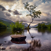 Buy canvas prints of The Lone Tree of LLyn Padarn by Pete Mainey