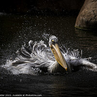 Buy canvas prints of Valencian Pelican by Chris Laidler