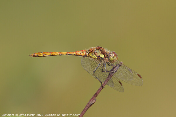 Dragonfly on plant stem. Picture Board by David Martin