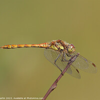 Buy canvas prints of Dragonfly on plant stem. by David Martin