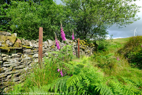 Foxgloves against a dry stone wall Picture Board by David Harris