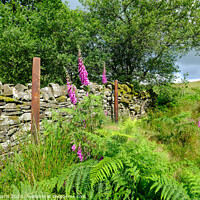 Buy canvas prints of Foxgloves against a dry stone wall by David Harris