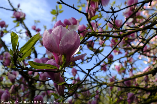 Purple Magnolia Blossom  Picture Board by David Harris