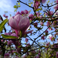 Buy canvas prints of Purple Magnolia Blossom  by David Harris