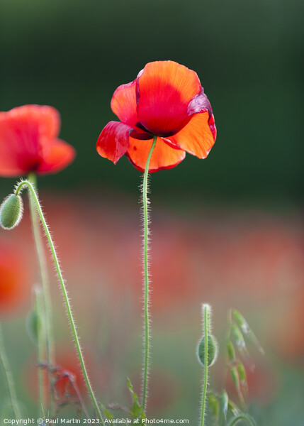 Red Poppies: An Intimate Study Picture Board by Paul Martin