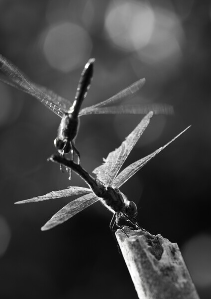 Dragonflies in Flight Picture Board by Alex Fukuda