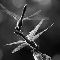 Buy canvas prints of Dragonflies in Flight by Alex Fukuda