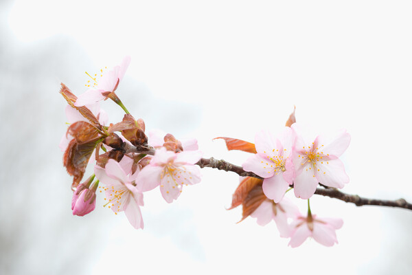 Sakura Cherry Blossom Picture Board by Alex Fukuda