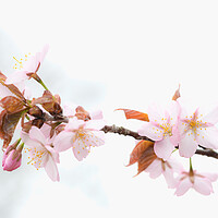 Buy canvas prints of Sakura Cherry Blossom by Alex Fukuda