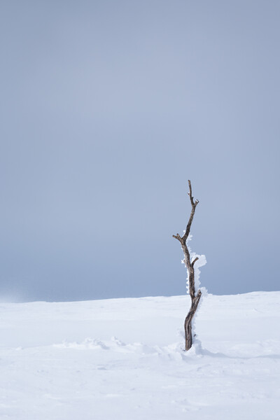 Last of the Birch Trees Picture Board by Alex Fukuda