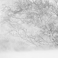 Buy canvas prints of Birch in a Blizzard by Alex Fukuda