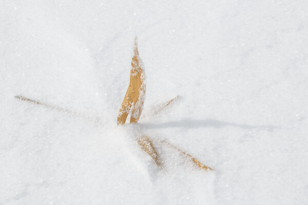 Winter Time Picture Board by Alex Fukuda