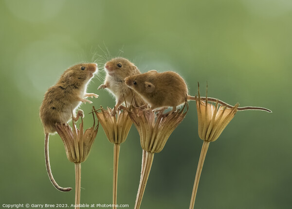 Countryside Rendezvous of Harvest Mice Picture Board by Garry Bree