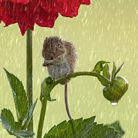 Buy canvas prints of Delicate Harvest Mouse's Rainy Day Ritual by Garry Bree