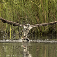 Buy canvas prints of Osprey's Aerial Triumph with Trout by Garry Bree