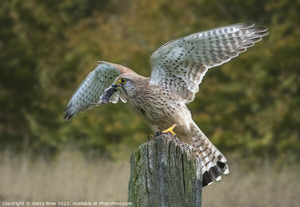 Kestrel's Triumph: A Captured Mouse Picture Board by Garry Bree