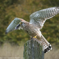Buy canvas prints of Kestrel's Triumph: A Captured Mouse by Garry Bree