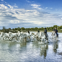 Buy canvas prints of Dazzling Camargue Equines in Motion by Garry Bree